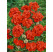 Pelargonium cultivars Grandeur® ´Pure Orange´  / Muškát, bal. 6 ks, 6x K7