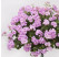 Pelargonium peltatum ´Rosy´ / Pelargonie převislá fialová, bal. 6 ks, 6x K7