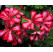 Pelargonium pelt. PAC® ´Global Stars and Stripes´ / Muškát převislý, bal. 3 ks, 3x K7