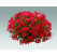 Pelargonium peltatum ´Evka´ / Pelargonie převislá červená, K7