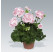 Pelargonium zonale ´Salmon Princess´ / Pelargonie páskatá růžová, bal. 3 ks, 3x K7