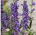 Penstemon strictus / Dračík, K9