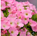 Petunia Bingo®´Pink Morn´ / Petunie, bal. 6 ks, 6xK7