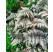 Athyrium nipponicum ´Pewter Lace´ / Papratka , K9