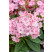 Phlox paniculata Sweet Summer® 'Compact Pink With Eye' / Plamenka latnatá, C1,5