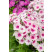 Phlox paniculata 'Adessa Pink Star' ®/ Plamenka latnatá, K9