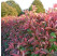 Photinia x fraseri ´Red Select´ / Blýskalka, 20-30 cm, C2