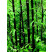 Phyllostachys nigra/ Pabambus černý, 60-80 cm, C5