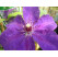 Clematis ´The President´ / Plamének, 50-60 cm, C2