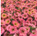 Petunia Prettytoonia®´Apricot´ / Petunie, K7