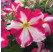 Petunia Prettytoonia®´Pink Jet´  / Petunie, bal. 6 ks sadbovačů