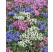 Prunella grandiflora ´Alba´ / Černohlávek velkokvětý, K9