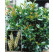 Prunus laurocerasus ´Etna´® / Bobkovišeň lékařská, K9