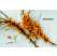 Hippophae rhamnoides ´Žemčužina´ / Rakytník řeštlákový, K9