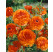 Ranunculus ´Orange´ / Pryskyřník oranžový, bal. 10 ks, 6/+