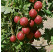 Ribes grossularia ´Kamenar´ / Angrešt rezistentní, stromek, 2-3 výh., VK