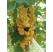 Ribes rubrum ´Viktoria´ / Rybíz bílý, stromek, 2-3 výh.
