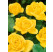 Rosa ´Arthur Rio´ / Růže mnohokvětá žlutá, keř, BK