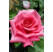Rosa ´Luzia Nistler´ / Růže čajohybrid, keř, BK