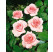 Rosa ´Promise´ / Růže čajohybrid, keř, BK