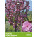 Prunus serrulata ´Royal Burgundy´ / Sakura ozdobná, kmen 140 cm, C6