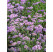 Verbena bonariensis ´Royal Dreams´/ Sporýš argentinský, K9