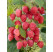 Rubus idaeus ´Delniwa´  / Maliník červený, K11