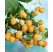 Rubus idaeus ´Valentina´ / Maliník oranžový, 40/60, K12