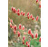 Salix gracilistyla ´Mount Aso´ / Vrba růžová, 40-60 cm, keř, C3