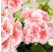 Pelargonium zonale ´Salmon Queen´ / Pelargonie páskatá růžová, bal. 3 ks, 3x K7