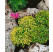Sedum acre ´Yellow Queen´ / Rozchodník ostrý, K9