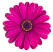 Osteospermum ´Soleo Purple´ / Osteospermum, bal. 3 ks, 3x K7