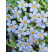 Sutera Bacopa ´Giga-Blue´ / Bakopa fialovomodrá, K7