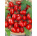Rajče cherry ´Mirado®Red´, přirozeně rezistentní, roubovaná rostlina, K12