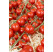 Rajče cherry ´Sanvitos® F1´, přirozeně rezistentní, roubovaná rostlina, K12