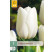Tulipa ´Catherina´ / Tulipán, bal. 7 ks, 11/12