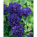 Petunia x atkinsiana ´Tumbelina® Belinda´ / Petunie plnokvětá modrofialová, bal. 6 ks, 6x K7