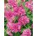 Petunia x atkinsiana ´Tumbelina® Candyfloss´ / Petúnie plnokvětá růžová, bal. 3 ks, 3x K7