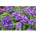Verbena WFL® Estrella Imperial Blue / Železník modrý s bílou hvězdou, bal. 6 ks, 6xK7