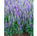 Veronica spicata ´Ulster Dwarf  Blue´ / Rozrazil klasnatý, K9