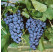Vitis vinifera ´Muscat Blue´ / Hrozny / Réva vinná modrá, C2