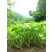 Wasabia japonica BIO / Wasabi / Japonský křen, K12