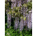Wisteria floribunda ´Macrobotrys´ / Vistárie květnatá , 80-100 cm, C2
