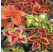 Coleus ´Wizard Mix´/ Koleus / Okrasná kopřiva, K7