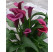 Zantedeschia ´Durban´ / Kala, Kornoutice, 14/16