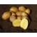 Solanum Tub. ´Dali´ / Sadbové brambory žluté, rané, bal. 5 kg, I.