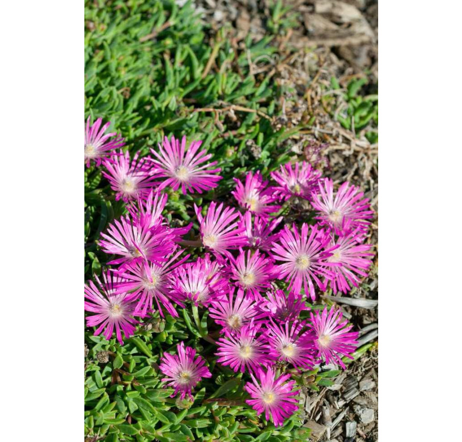 Delosperma sales john proffitt