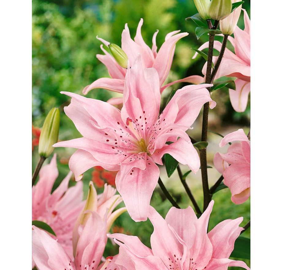 Lilium ´Elodie´ , Lilie, 16,18