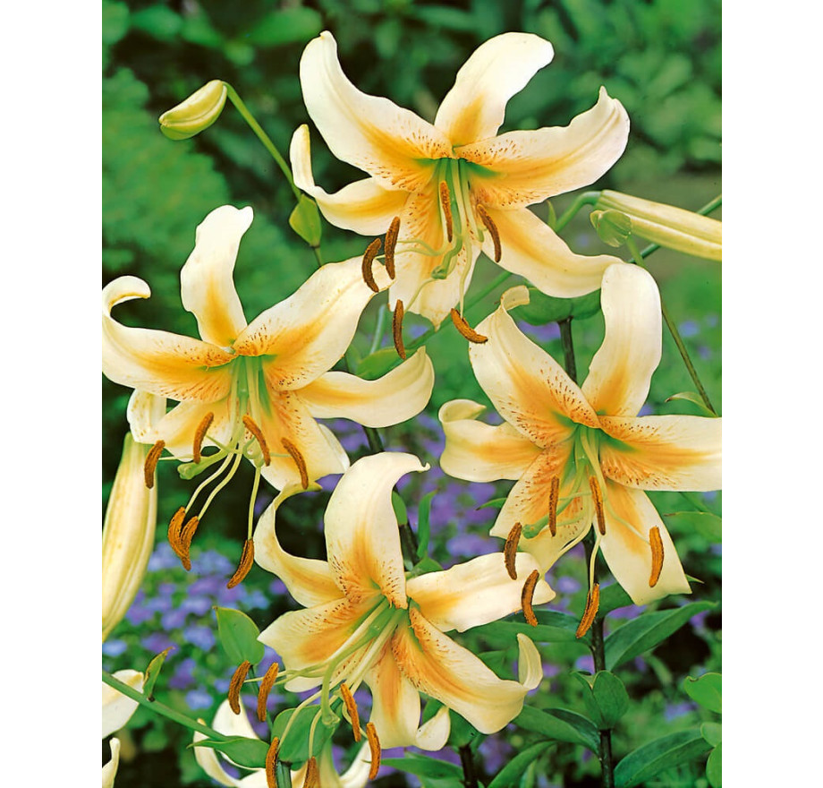 Lilium ´Lady Alice´ , Lilie, bal. 1 ks, 16,18