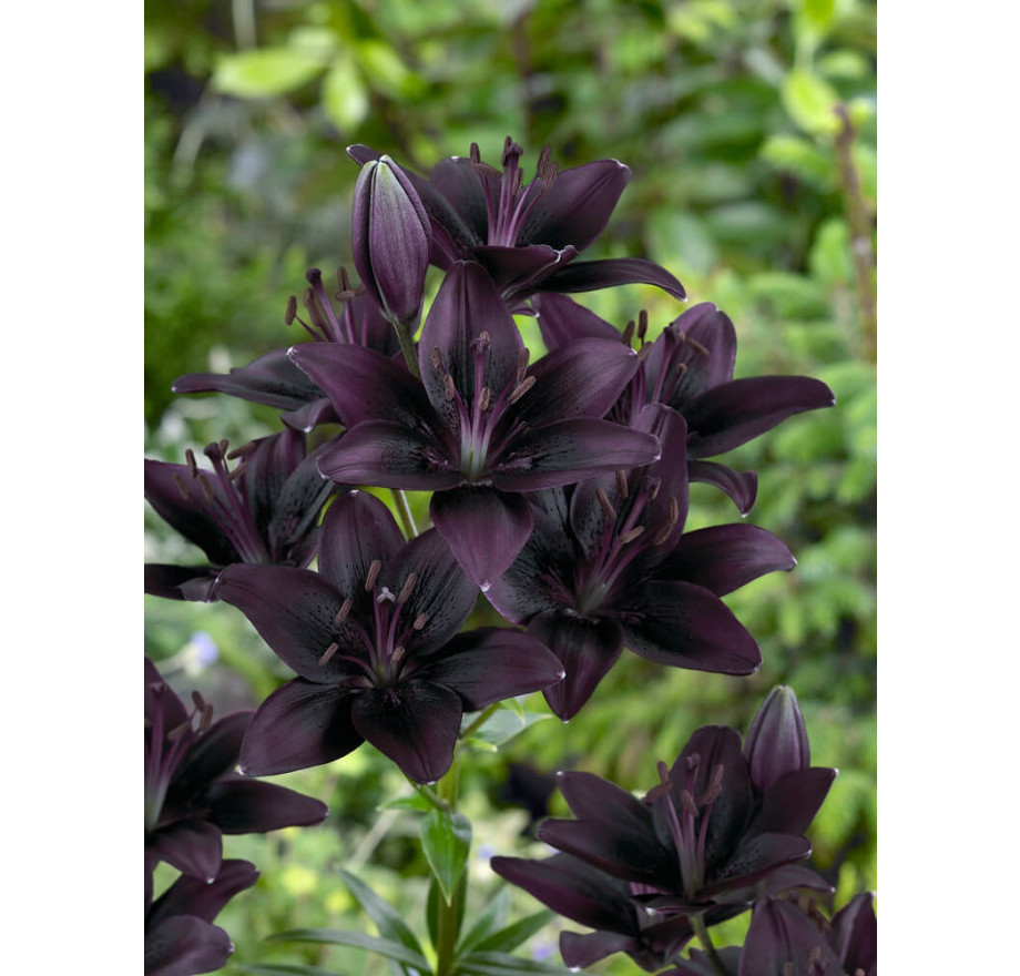 Lilium ´Landini´ , Lilie, bal. 2 ks, 14,16